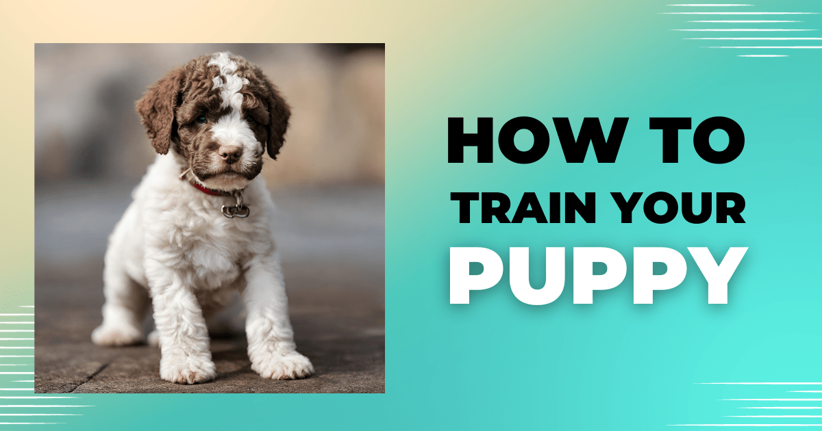 How to train a lagotto romagnolo puppy