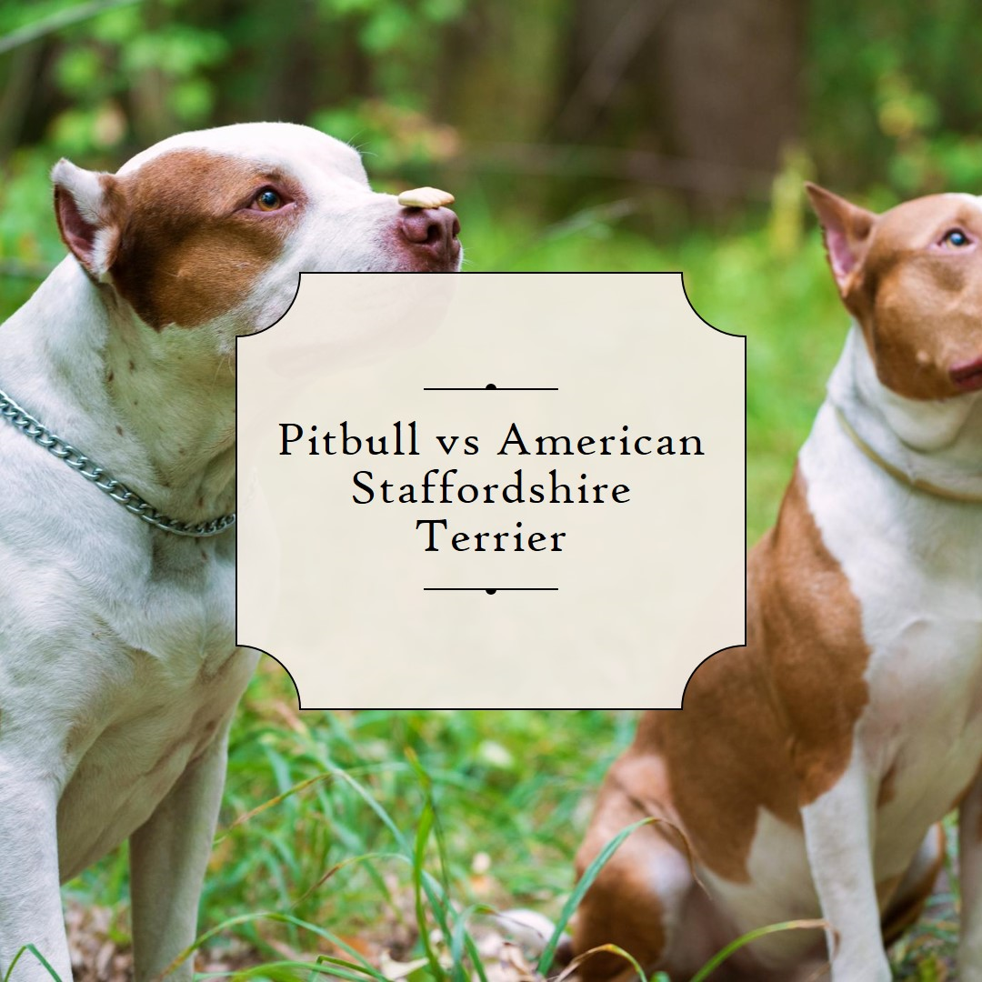 the Pitbull and the American Staffordshire Terrier